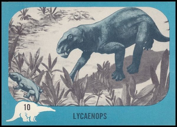10 Lycaenops